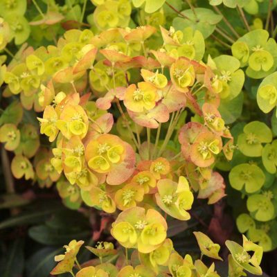 Euphorbia 'Orange Grove'