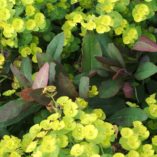 Euphorbia 'Orange Grove'