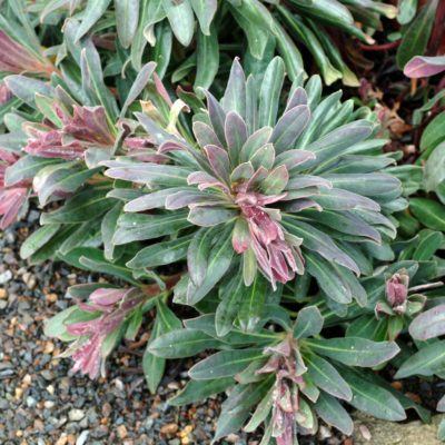 Euphorbia 'Royal Velvet'