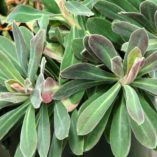 Euphorbia 'Royal Velvet'