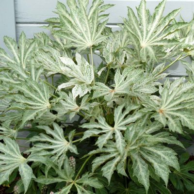 Fatsia 'Spider's Web'