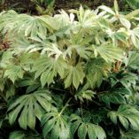 Fatsia 'Spider's Web'