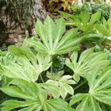 Fatsia 'Spider's Web'