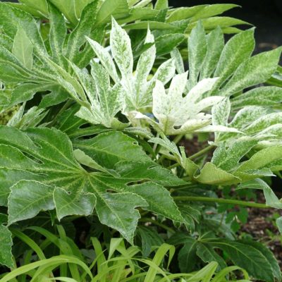 Fatsia 'Spider's Web'