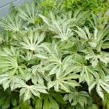 Fatsia 'Spider's Web'