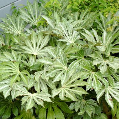 Fatsia 'Spider's Web'