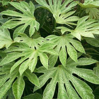 Fatsia 'Spider's Web'