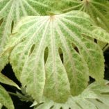 Fatsia 'Spider's Web'