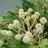 Fatsia 'Spider's Web'