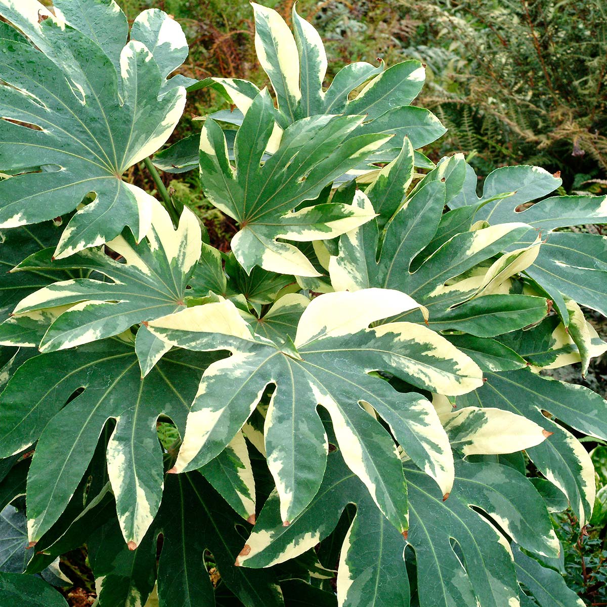 Fatsia 'Variegata'