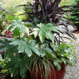 Fatsia 'Variegata'