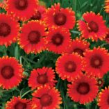 Gaillardia 'Red Sun'