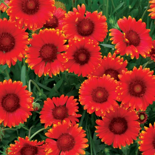 Gaillardia 'Red Sun'