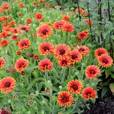 Gaillardia 'Red Sun'