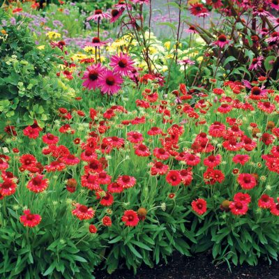 Gaillardia 'Red Sun'