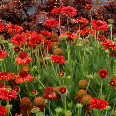 Gaillardia 'Red Sun'