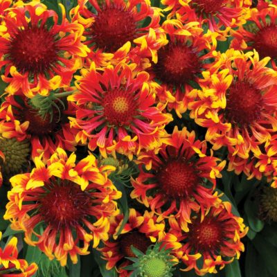 Gaillardia 'Sun Devil'