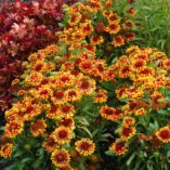 Gaillardia 'Sun Devil'