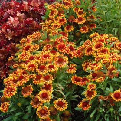 Gaillardia 'Sun Devil'