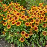 Gaillardia 'Sun Devil'