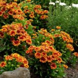 Gaillardia 'Sun Devil'