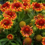 Gaillardia 'Sun Devil'