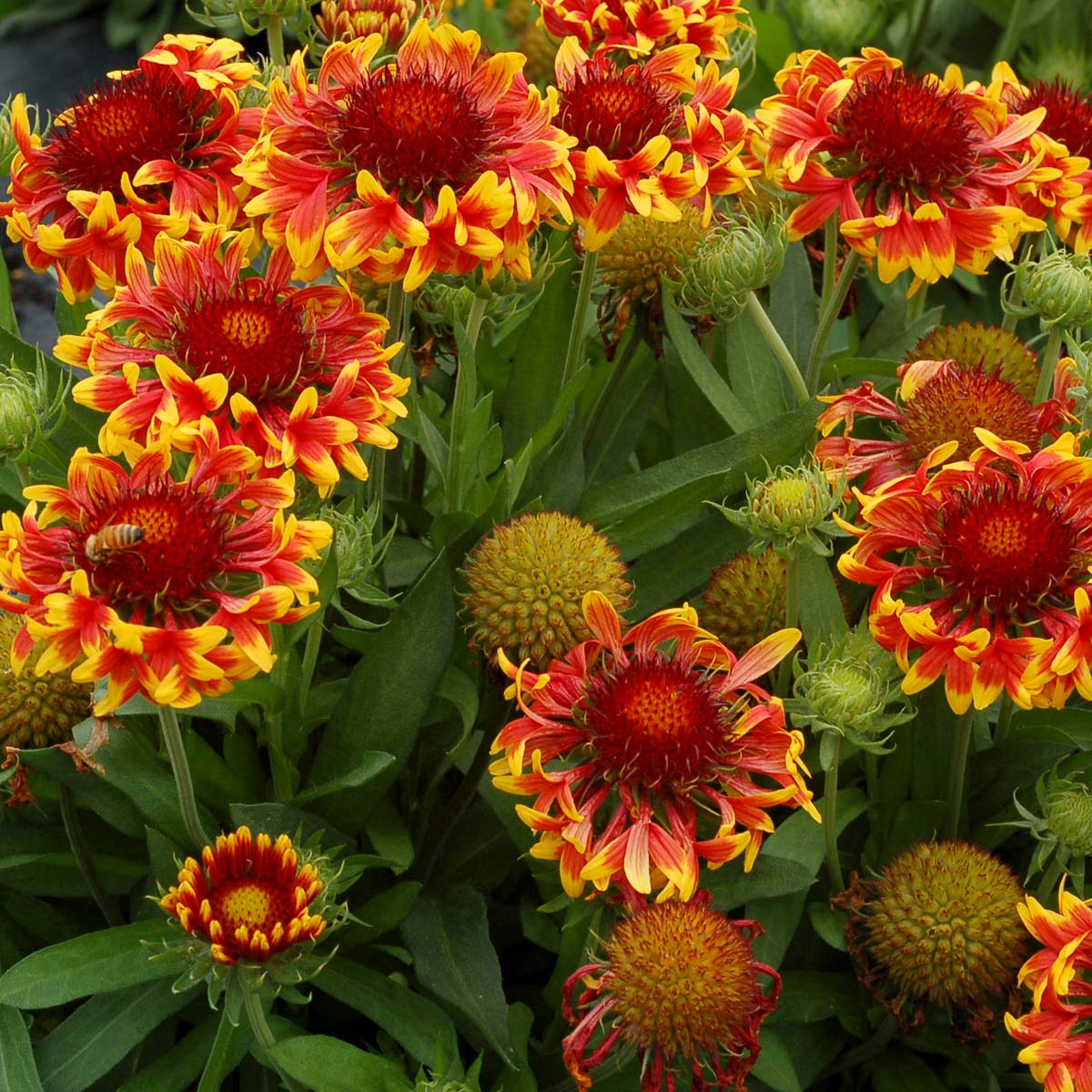 Gaillardia Sun Devil TERRA NOVA Nurseries Inc