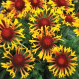 Gaillardia 'Sun Flare'