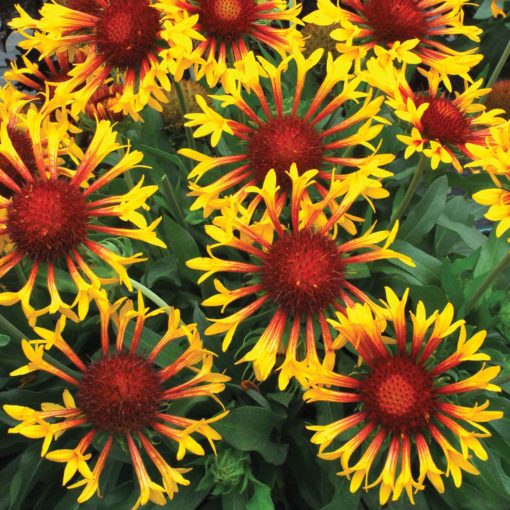 Gaillardia 'Sun Flare'