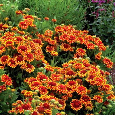 Gaillardia 'Sun Flare'