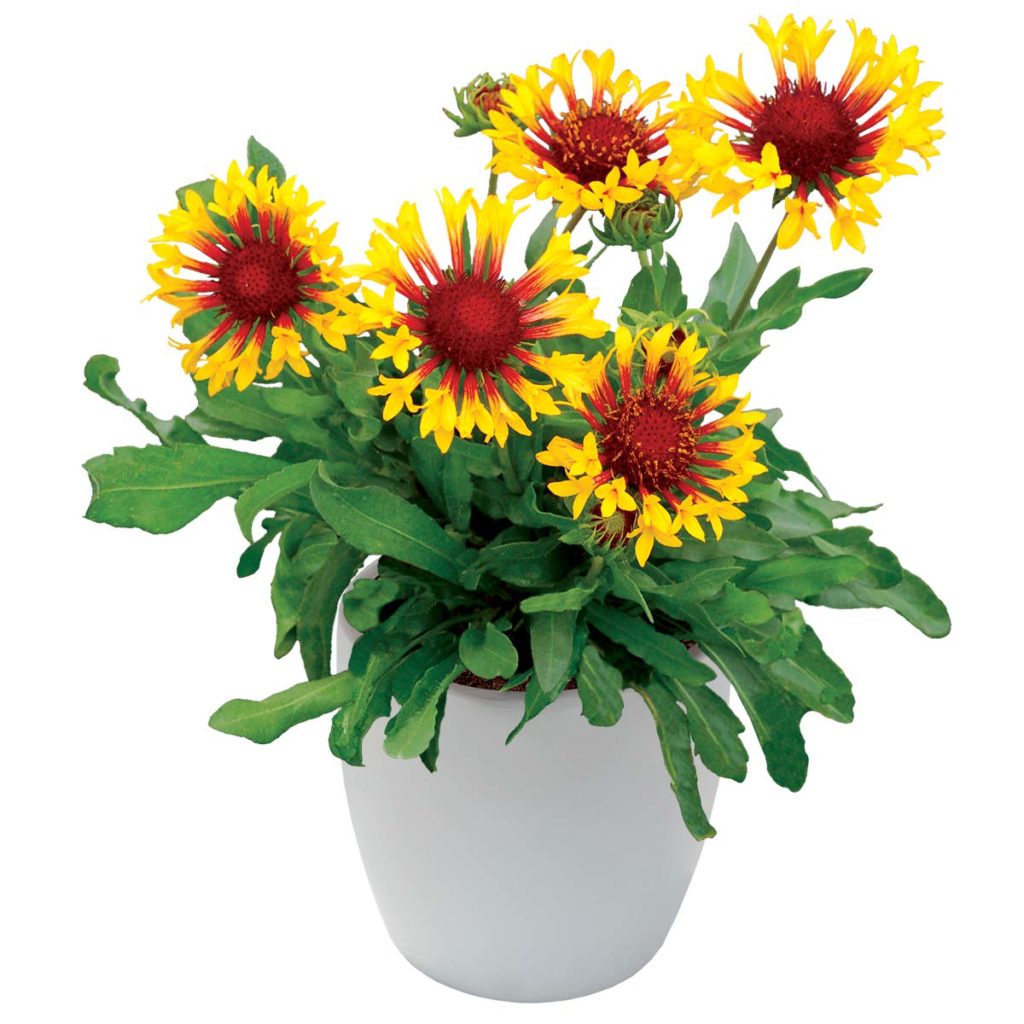 Gaillardia ‘Sun Flare’ TERRA NOVA® Nurseries, Inc.