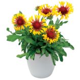 Gaillardia 'Sun Flare'