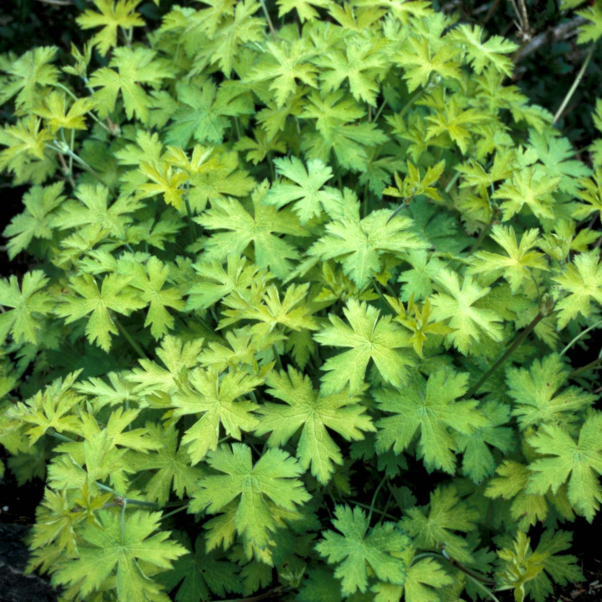 Geranium 'Ann Folkard'