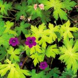 Geranium 'Ann Folkard'