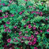 Geranium 'Anne Thomson'