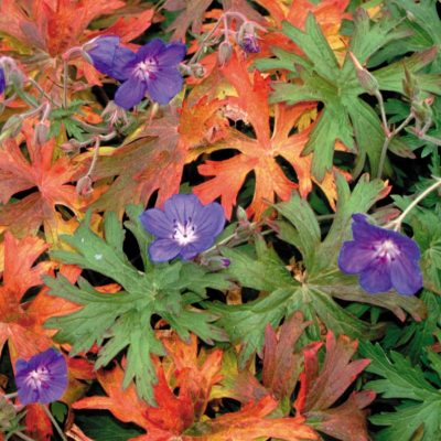 Geranium 'Brookside'