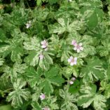 Geranium 'Confetti'