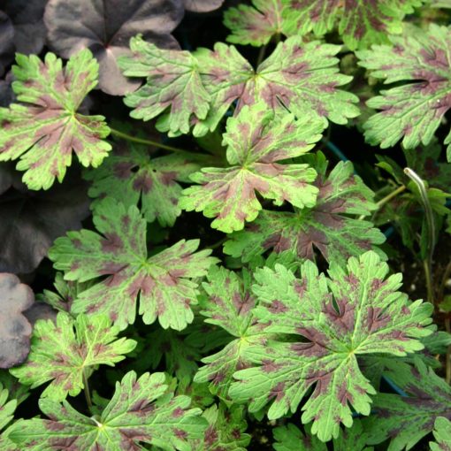 Geranium 'Katherine Adele'