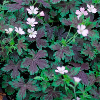 Geranium 'Katherine Adele'