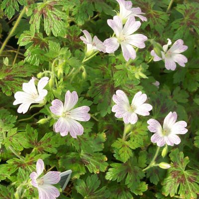 Geranium 'Katherine Adele'