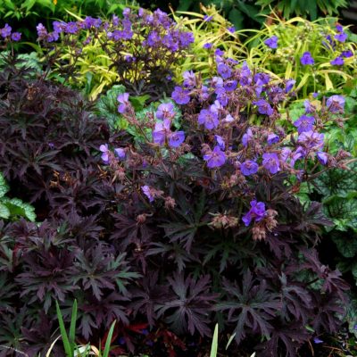 Geranium 'Midnight Reiter'