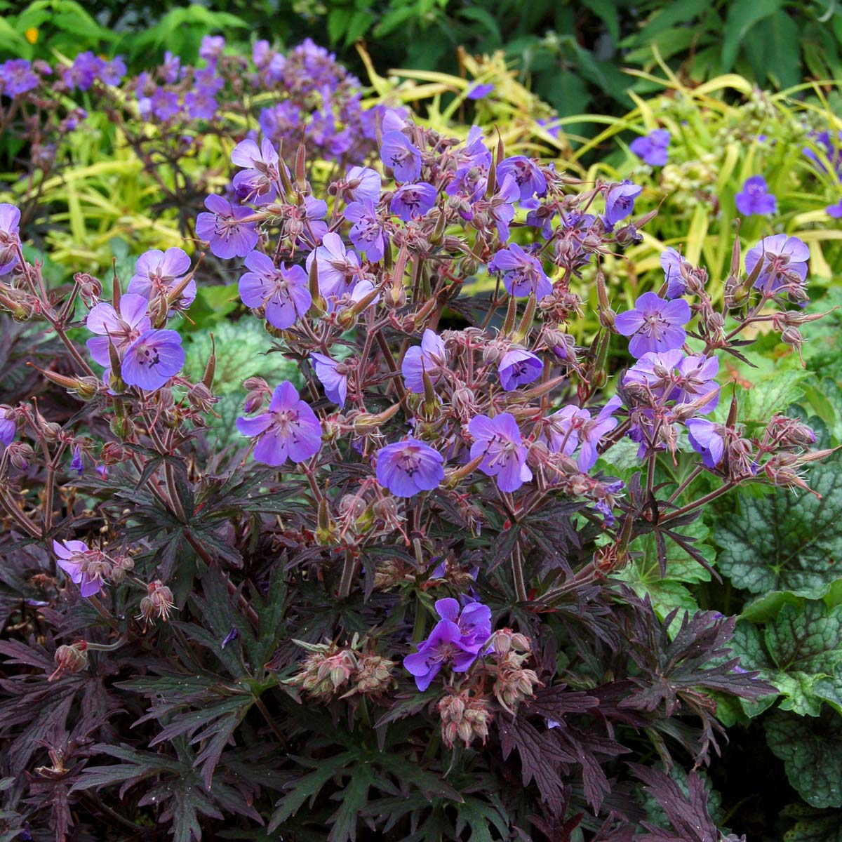 Geranium 'Midnight Reiter'