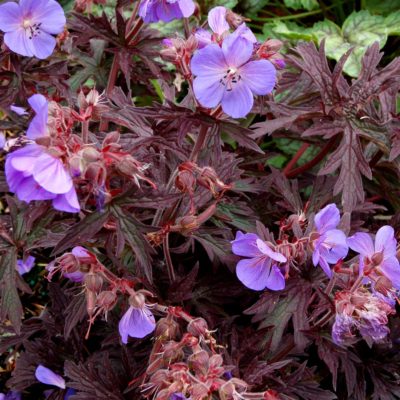 Geranium 'Midnight Reiter'