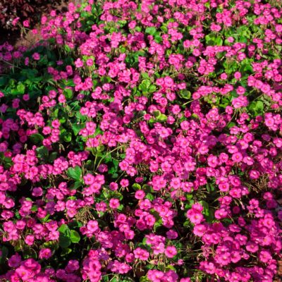 Geranium 'Patricia'