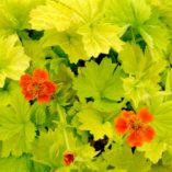 Geum 'Eos'