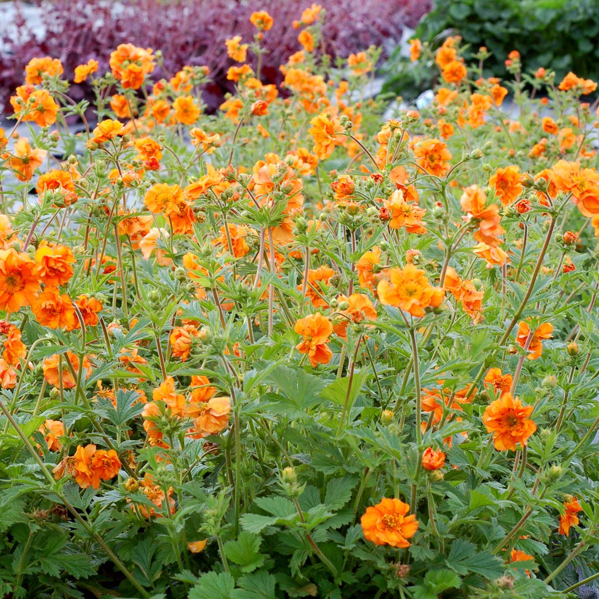 Geum 'Fire Storm'