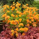 Geum 'Fire Storm'