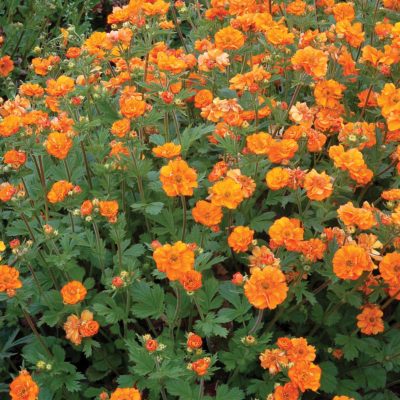 Geum 'Fire Storm'