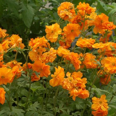 Geum 'Fire Storm'