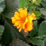 Geum 'Fireball'